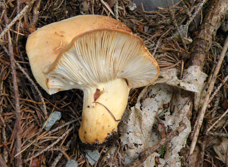 Piccoli successi? Lactarius volemus ?